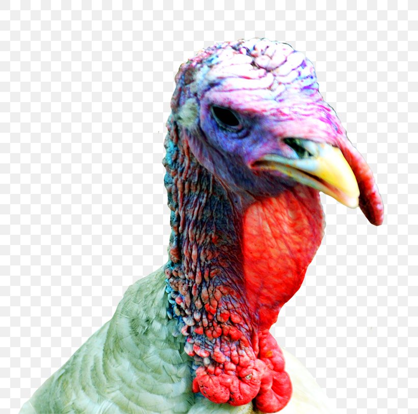 Turkey Meat Thanksgiving Clip Art, PNG, 768x811px, Turkey, Beak, Bird, Cartoon, Close Up Download Free