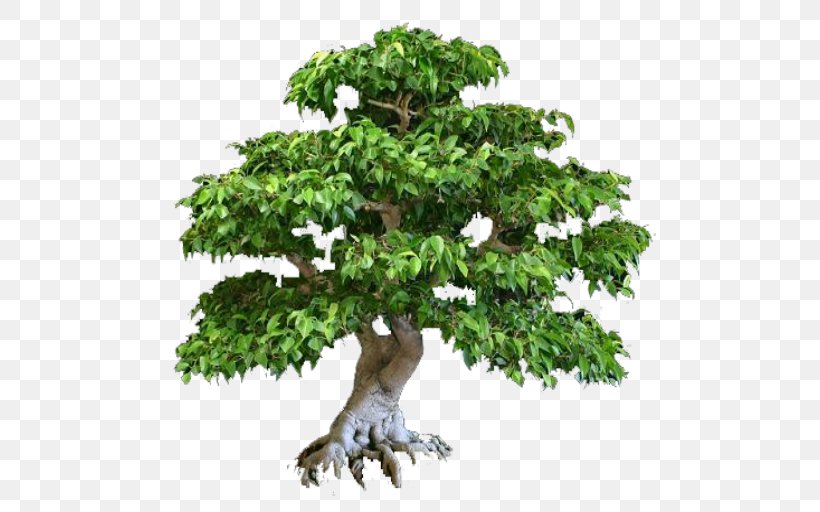 Bonsai Tree Taman, PNG, 512x512px, Bonsai, Branch, Flowerpot, House, Houseplant Download Free