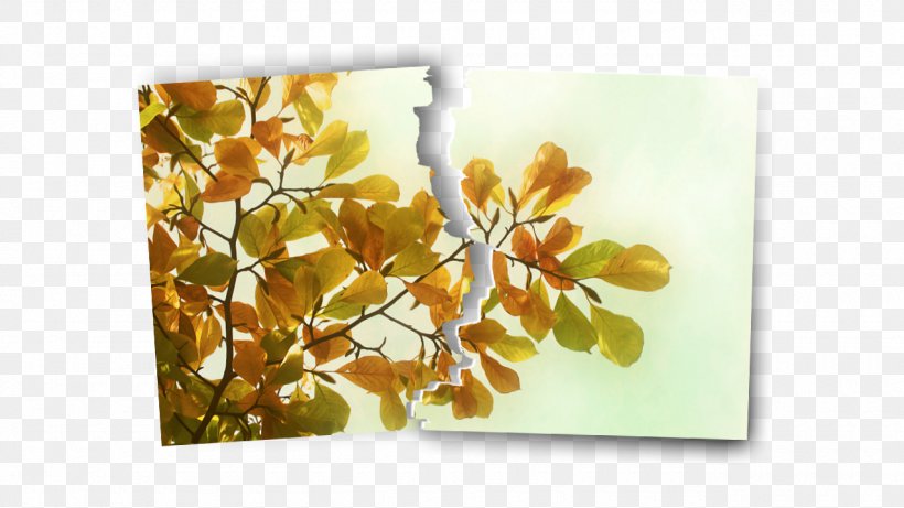 Desktop Wallpaper Autumn 1080p High-definition Television Wallpaper, PNG, 1280x720px, Autumn, Art, Autumn Leaf Color, Blossom, Branch Download Free