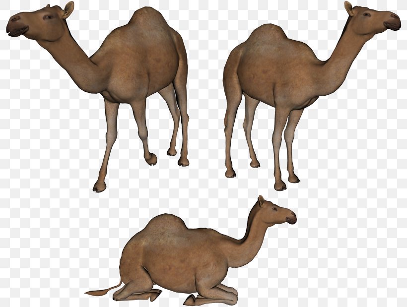 Dromedary Clip Art, PNG, 800x619px, Dromedary, Animal Figure, Arabian Camel, Camel, Camel Like Mammal Download Free