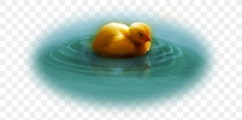 Duck Water Bird Desktop Wallpaper Computer Statistics, PNG, 700x407px, 2018, Duck, Beak, Bird, Close Up Download Free