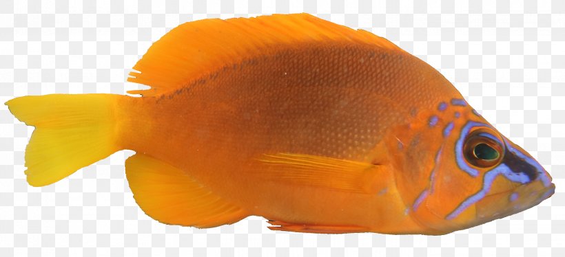 Goldfish Coral Reef Fish Hermaphrodite Oscar, PNG, 2682x1226px, Goldfish, Aquarium, Bony Fish, Chart, Coral Download Free