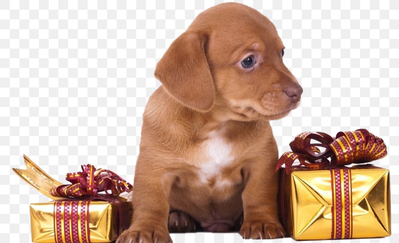New Year Greeting & Note Cards Dog 0 Christmas, PNG, 800x500px, 2017, 2018, 2019, New Year, Animaatio Download Free