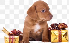Dog - New Year Greeting & Note Cards Dog 0 Christmas PNG