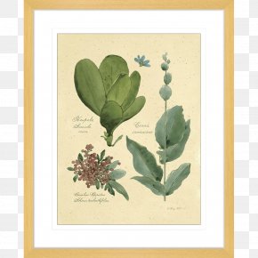 Plant Specimens - Oil Painting Leaf Canvas Plants PNG