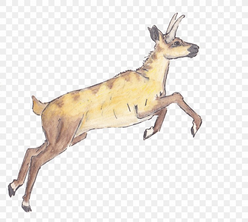Reindeer Macropodidae Dog Antelope Mammal, PNG, 1600x1430px, Reindeer, Animal Figure, Antelope, Antler, Canidae Download Free