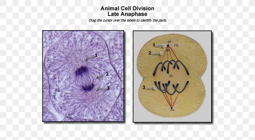 Somatic Cell Division Anaphase Animal Mitosis, PNG, 600x450px, Watercolor, Cartoon, Flower, Frame, Heart Download Free