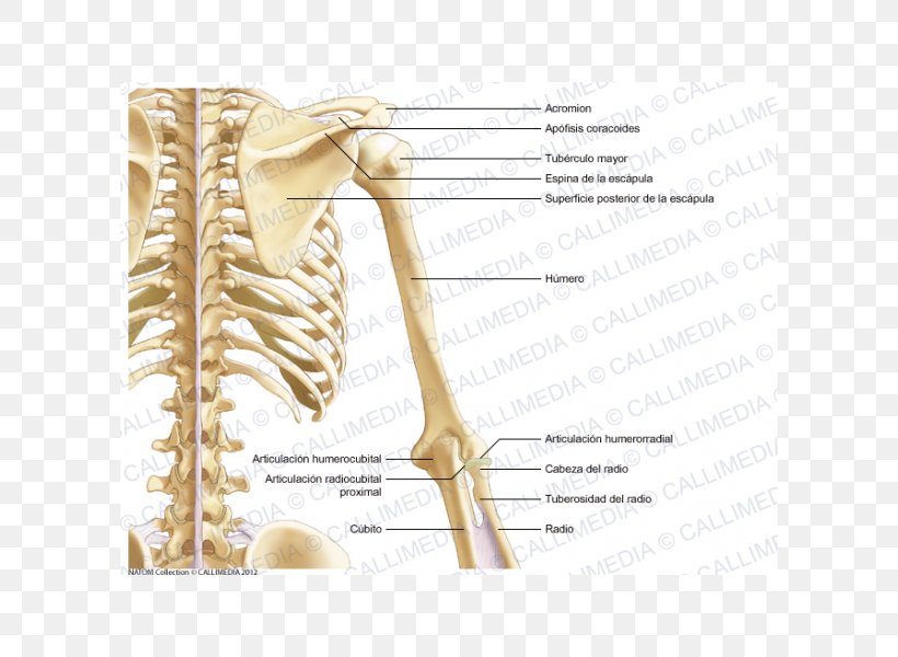 Ulnar Nerve Bone Shoulder Arm Anatomy, PNG, 600x600px, Watercolor, Cartoon, Flower, Frame, Heart Download Free
