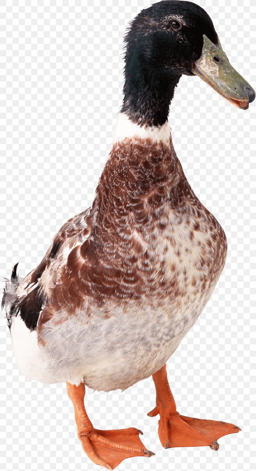 Bird Duck Domestic Goose, PNG, 1406x2582px, Duck, Anser, Beak, Bird, Ducks Geese And Swans Download Free