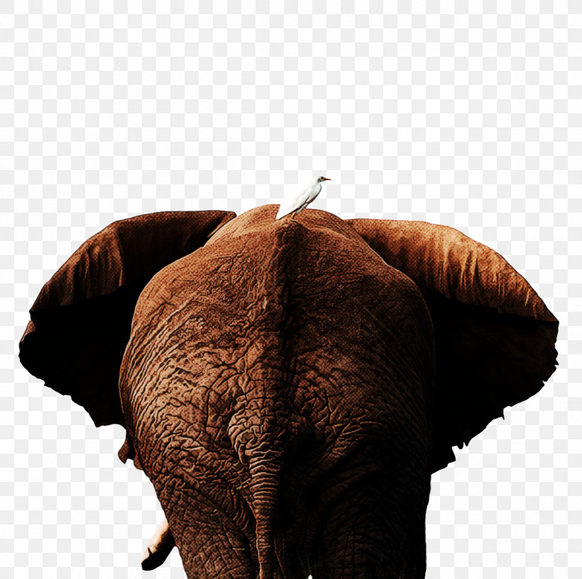 Indian Elephant, PNG, 1200x1196px, African Elephants, Africa, Elephant, Elephants, Furm Download Free