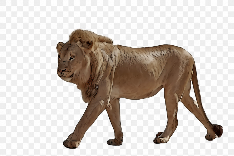 Lion Wildlife Animal Figure Snout, PNG, 2452x1632px, Lion, Animal Figure, Snout, Wildlife Download Free