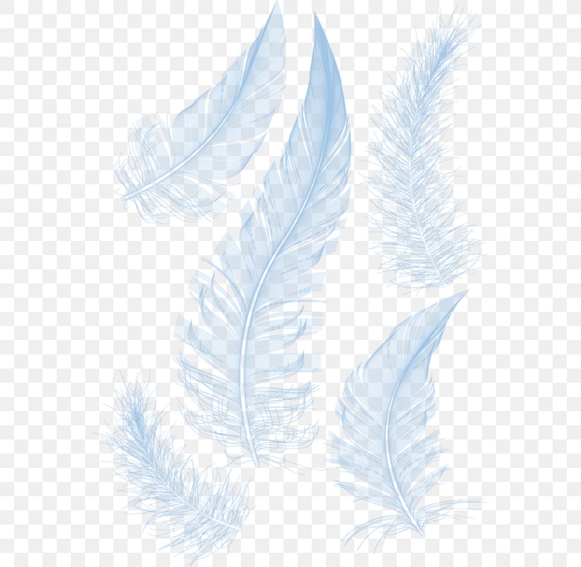 Vector Graphics Feather Drawing Image Clip Art, PNG, 557x800px, Feather, Art, Beak, Bird, Drawing Download Free