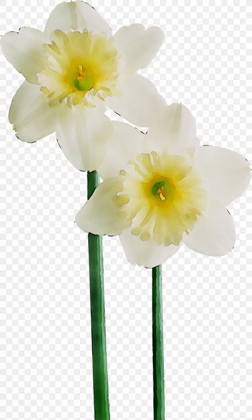Amaryllis Jersey Lily Cut Flowers Plant Stem Herbaceous Plant, PNG, 852x1420px, Amaryllis, Amaryllis Belladonna, Amaryllis Family, Artificial Flower, Belladonna Download Free