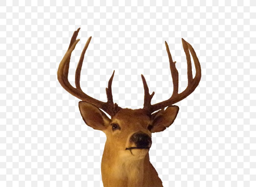 Elk Antler Trophy Hunting, PNG, 600x600px, Elk, Antler, Deer, Horn, Hunting Download Free