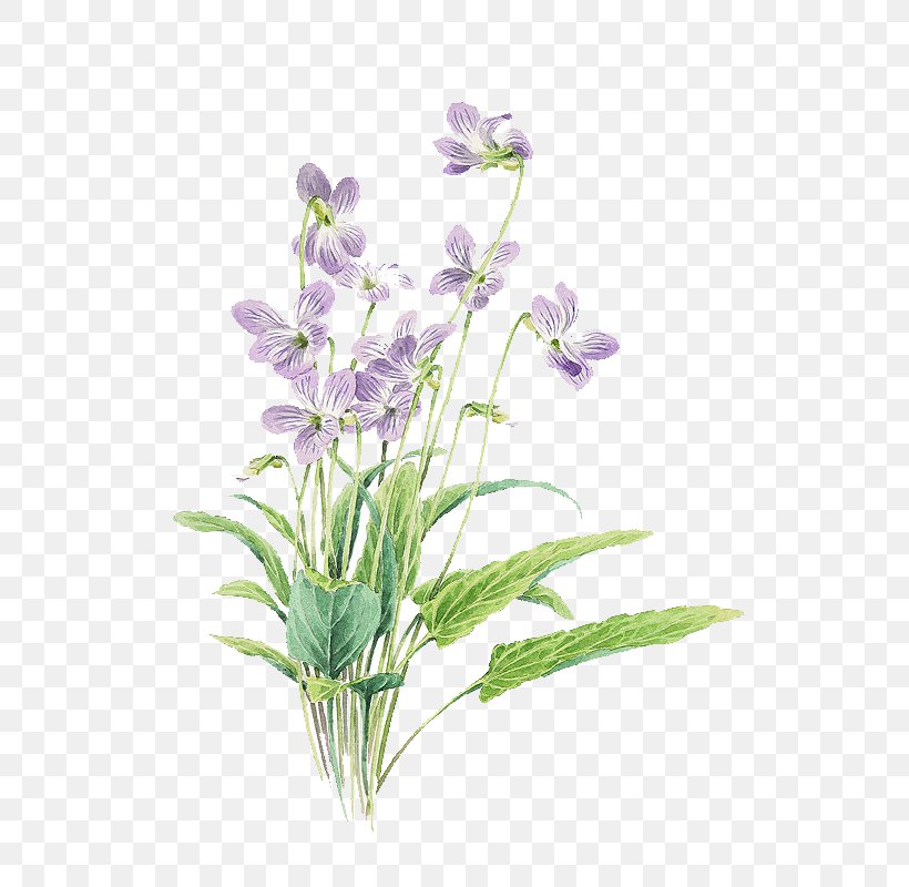 Small Fresh Purple Painted Flowers, PNG, 560x800px, Flower, Artificial Flower, Cut Flowers, Drawing, English Lavender Download Free