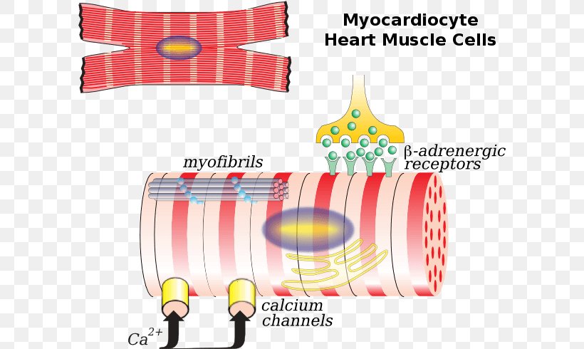 The Cardiac Muscle Cardiac Muscle Cell Myocyte Heart, PNG, 600x490px, Cardiac Muscle, Anatomy, Brand, Cardiac Action Potential, Cardiac Glycoside Download Free