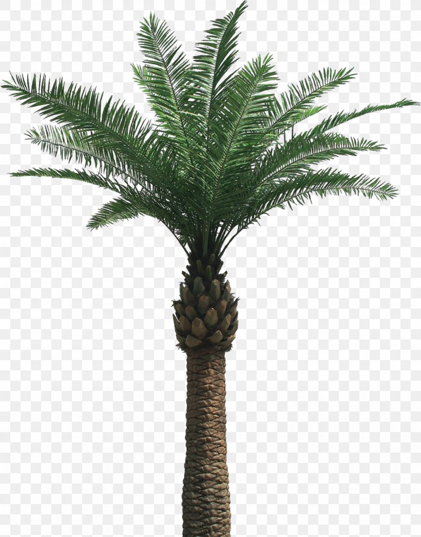 Arecaceae Clip Art, PNG, 1129x1438px, Arecaceae, Arecales, Attalea Speciosa, Borassus Flabellifer, Coconut Download Free