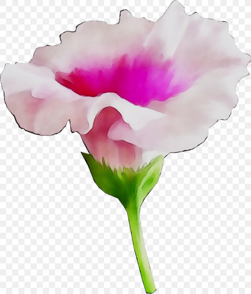 Carnation Cut Flowers Rose Family Plant Stem, PNG, 1035x1212px, Carnation, Artificial Flower, Botany, Cut Flowers, Flower Download Free