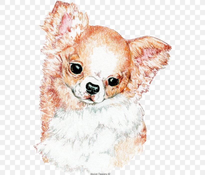 Chihuahua Puppy Dog Breed Companion Dog Pug, PNG, 558x700px, Chihuahua, Breed Group Dog, Carnivoran, Companion Dog, Dachshund Download Free