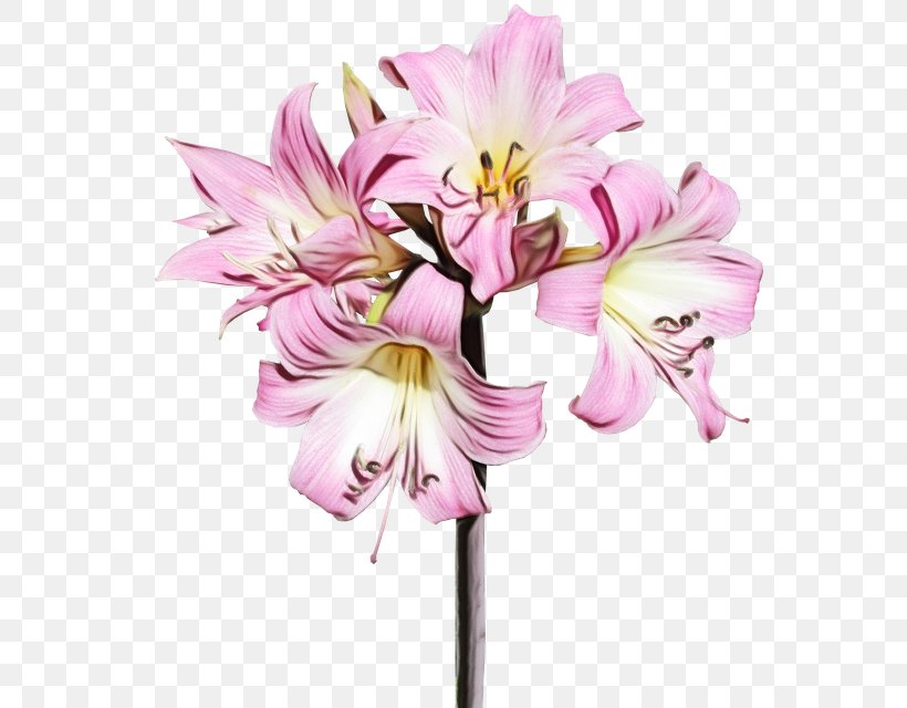 Flower Flowering Plant Pink Lily Cut Flowers, PNG, 584x640px, Watercolor, Amaryllis Belladonna, Cut Flowers, Flower, Flowering Plant Download Free