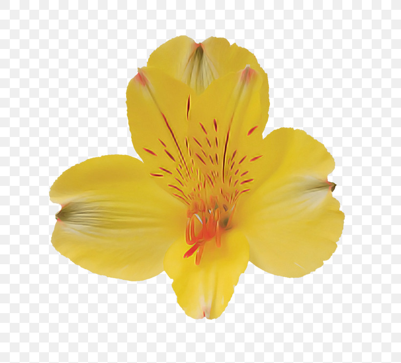 Flower Petal Yellow Plant Evening Primrose, PNG, 750x742px, Flower, Evening Primrose, Evening Primrose Family, Hypericum, Peruvian Lily Download Free