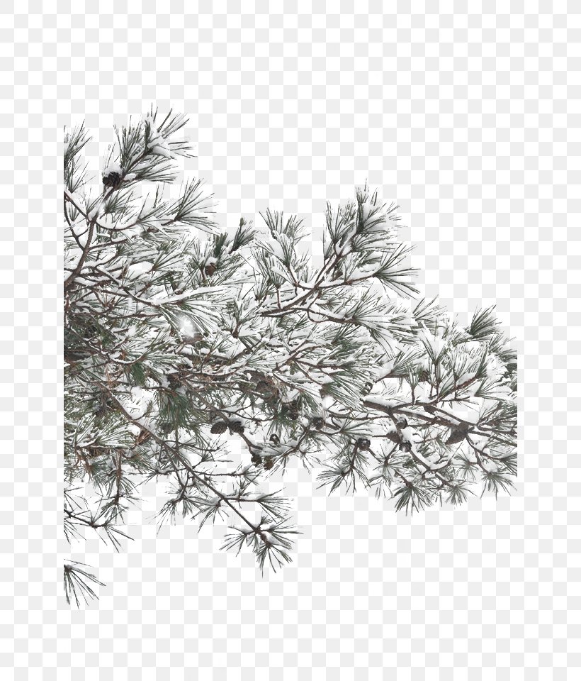 Snow Tree Winter, PNG, 640x960px, Snow, Black And White, Branch, Christmas Decoration, Christmas Tree Download Free