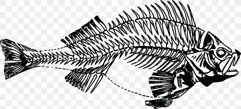 Fish Anatomy Fish Bone Clip Art, PNG, 4000x1812px, Fish, Artwork, Automotive Design, Black And White, Bone Download Free