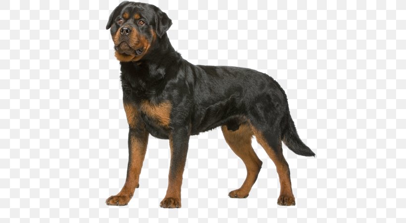 Rottweiler Mixed With Great Dane