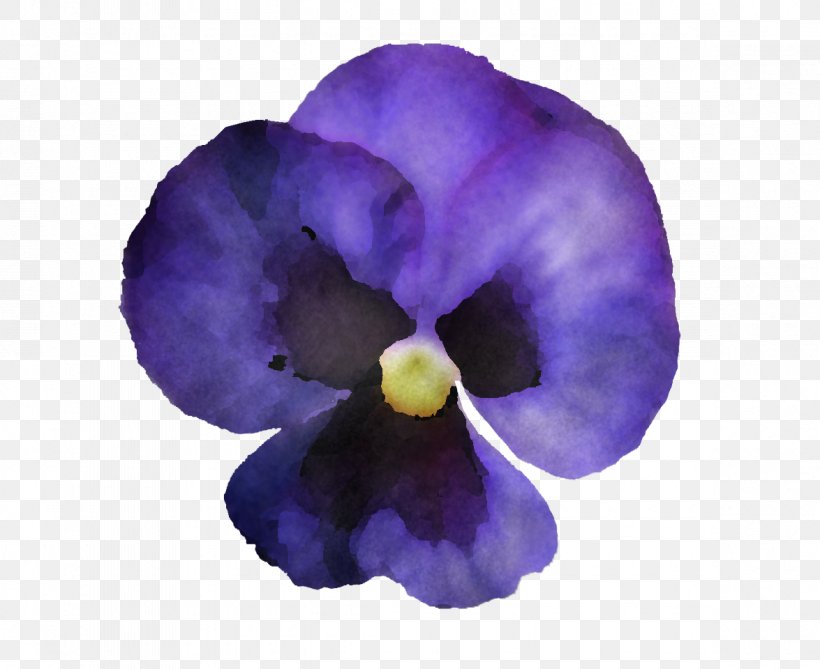 Violet Purple Petal Flower Plant, PNG, 1175x960px, Violet, Flower, Morning Glory, Pansy, Petal Download Free