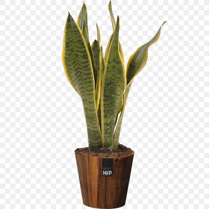 Viper's Bowstring Hemp Flowerpot Houseplant Sansevieria Zeylanica, PNG, 2566x2566px, Flowerpot, Flamingo Flower, Flower, Garden, Green Download Free