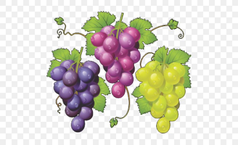 Common Grape Vine Zante Currant Vector Graphics Juice, PNG, 500x500px, Common Grape Vine, Berry, Flowering Plant, Food, Fruit Download Free