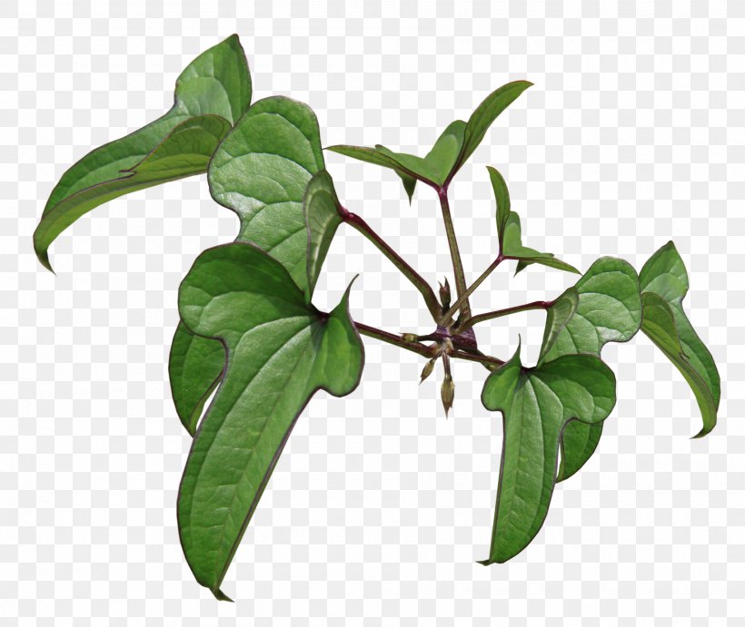 Flowerpot Herb Plant Stem Leaf Branching, PNG, 1800x1517px, Flowerpot, Branch, Branching, Herb, Leaf Download Free