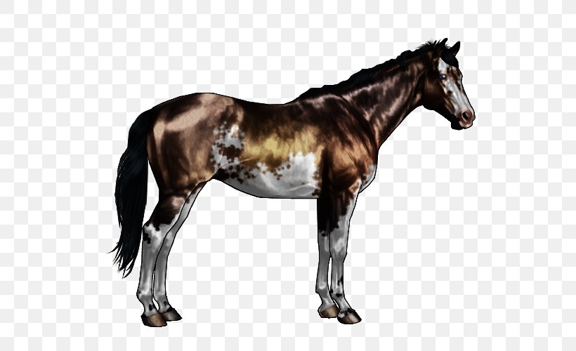 Mustang Appaloosa American Paint Horse Stallion Roan, PNG, 600x500px, Mustang, American Paint Horse, Animal, Appaloosa, Chestnut Download Free
