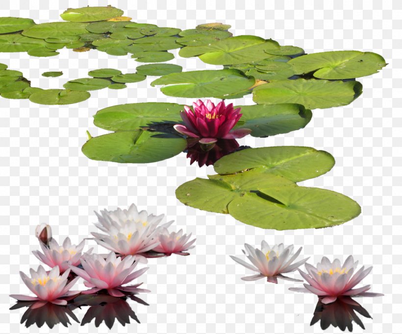 Petal Leaf Flowerpot, PNG, 1280x1065px, Water Lily, Aquatic Plants, Flora, Flower, Flowerpot Download Free