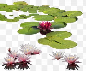 Water Lily Pond Images Water Lily Pond Transparent Png Free Download