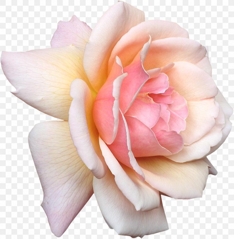 Rose Flower Pink White Wallpaper, PNG, 982x1000px, Rose, Artificial Flower, Color, Cut Flowers, Flower Download Free