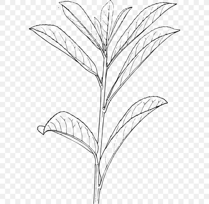 Shrub Drawing Plant Tree, PNG, 594x800px, Shrub, Algae, Artwork, Bay Laurel, Black And White Download Free