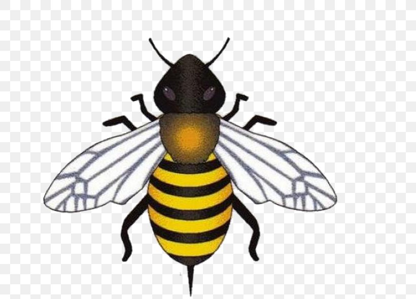 Honey Bee Clip Art, PNG, 666x589px, Honey Bee, Animal, Arthropod, Bee, Cartoon Download Free