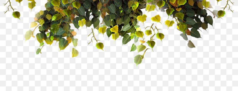 Leaf, PNG, 800x316px, Leaf, Branch, Grass, Plant, Raster Graphics Editor Download Free