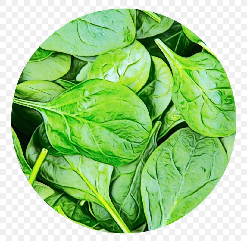 Leaf Vegetable Plant Flower Food, PNG, 800x800px, Watercolor, Basil, Flower, Food, Leaf Download Free