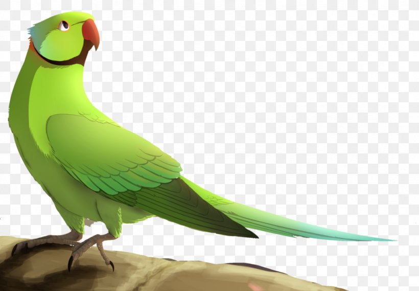 Lovebird Macaw Parakeet Feather Beak, PNG, 1024x711px, Lovebird, Beak, Bird, Common Pet Parakeet, Fauna Download Free