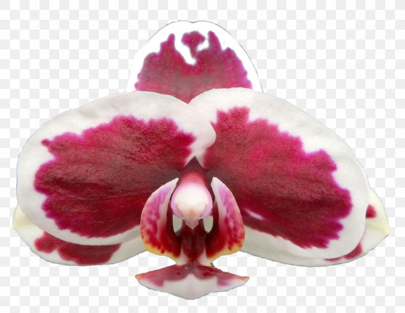 Moth Orchids Pink M, PNG, 1440x1114px, Moth Orchids, Flower, Flowering Plant, Magenta, Moth Orchid Download Free