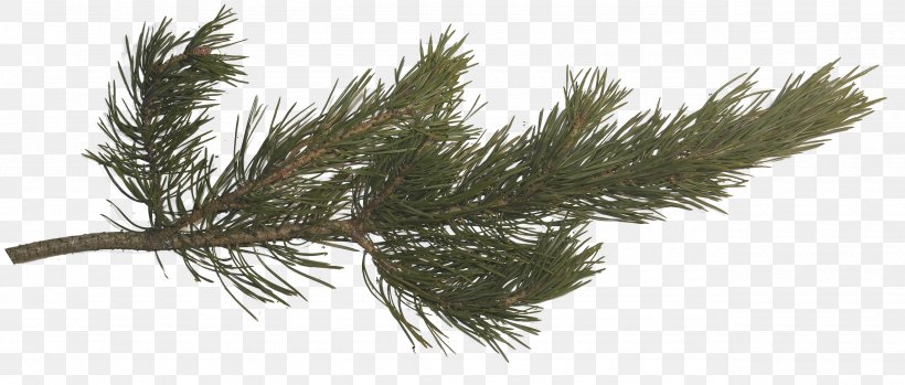 Pine Fir Spruce Tree Branch, PNG, 2560x1092px, Pine, Arboretum, Branch, Casuarina, Conifer Download Free
