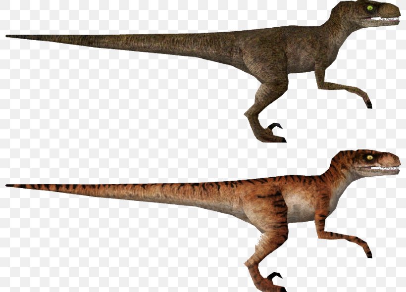 Velociraptor The Lost World Jurassic Park: Operation Genesis Tyrannosaurus Apatosaurus, PNG, 800x590px, Velociraptor, Animal, Animal Figure, Animatronics, Apatosaurus Download Free