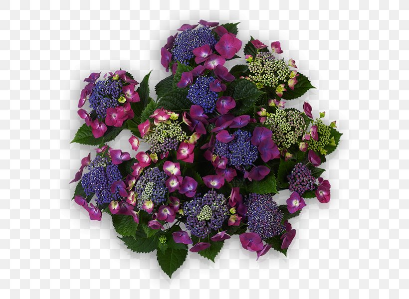 Violet Purple Flower Blue Reinerink Bloemen En Planten Tubbergen, PNG, 600x600px, Violet, Blue, Cardinal, Cut Flowers, Floral Design Download Free