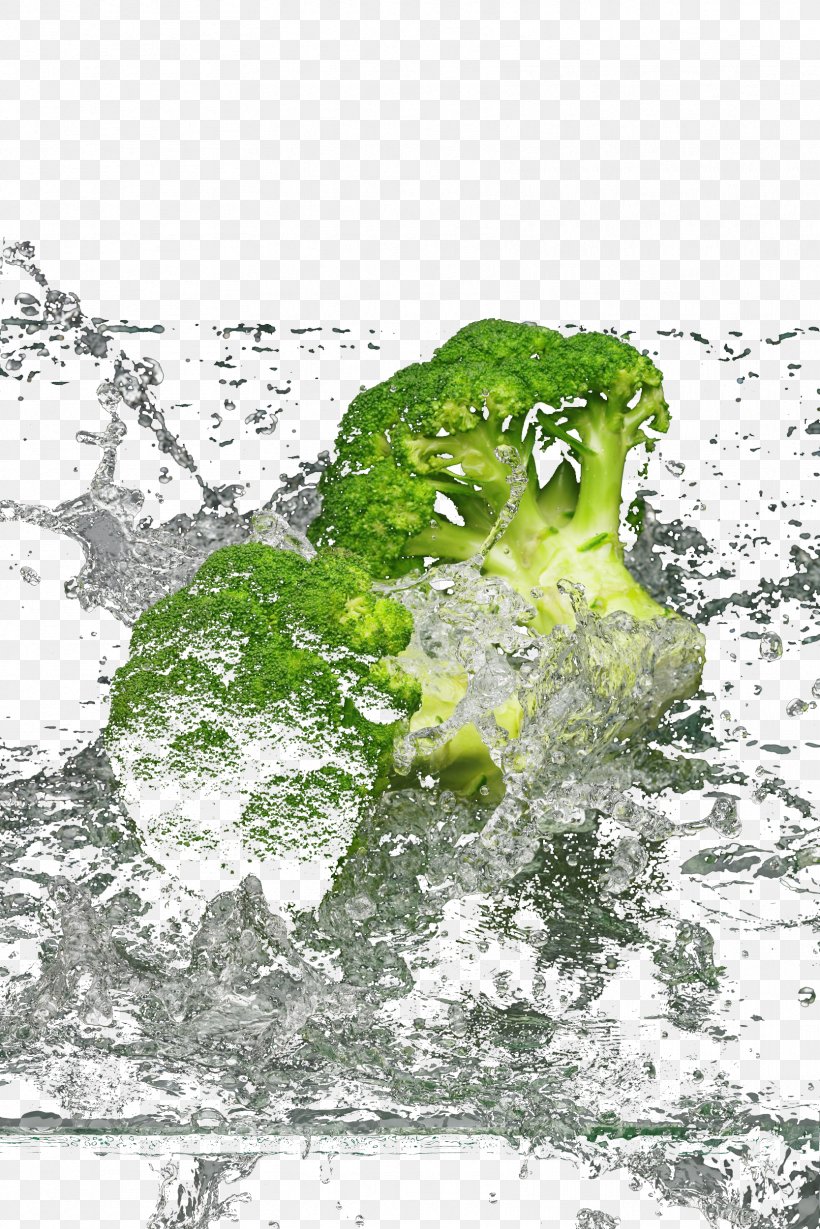 Water Graphic Design Broccoli Illustration, PNG, 1667x2500px, Water, Branch, Broccoli, Flora, Grass Download Free