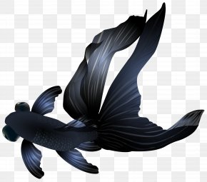 Black - Black Telescope Freshwater Angelfish PNG