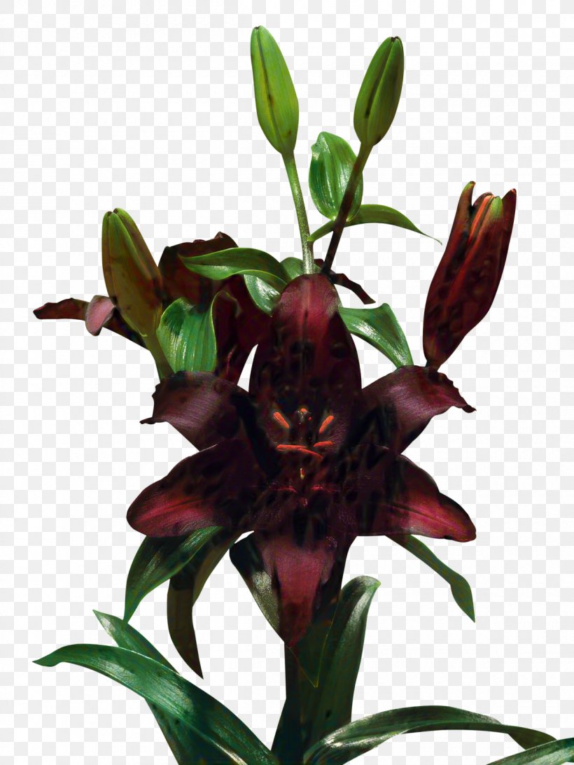 Flowerpot Lily M, PNG, 1200x1600px, Flowerpot, Flower, Flowering Plant, Fritillaria, Gentiana Download Free