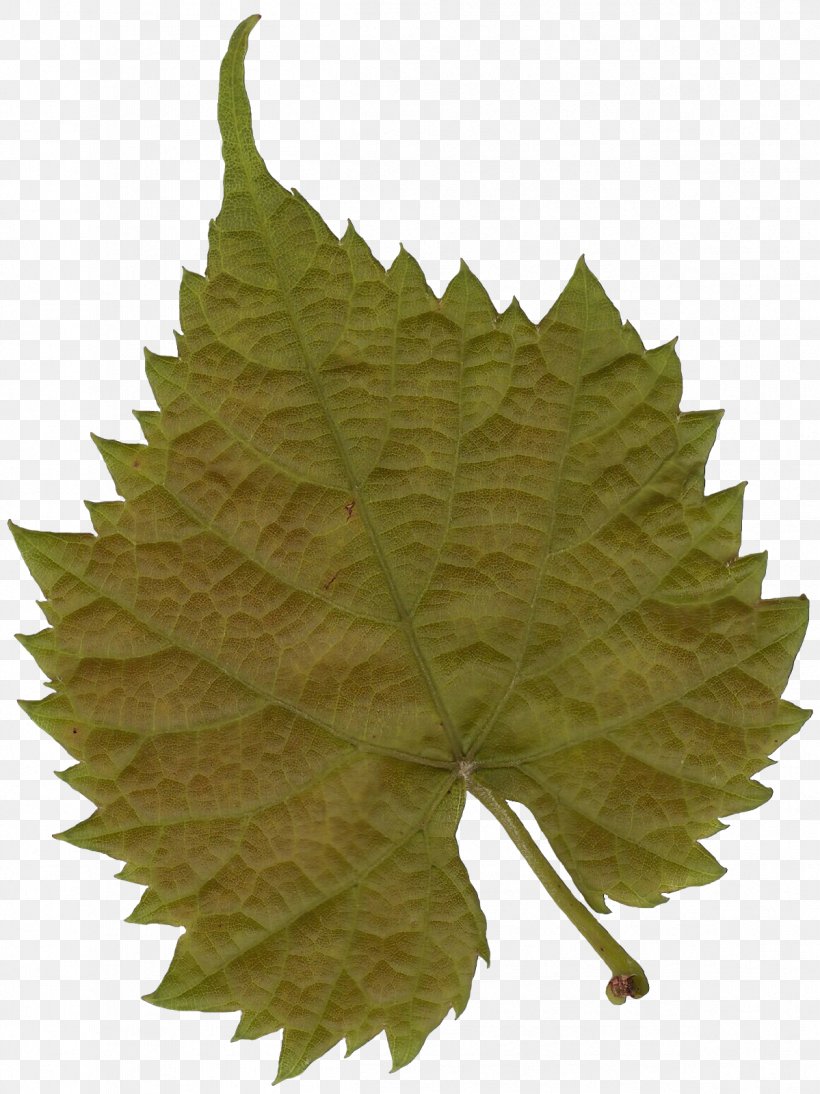 Plane Trees Leaf Maple Woody Plant, PNG, 1199x1600px, Tree, Autumn, Black Maple, Drawing, Flower Download Free