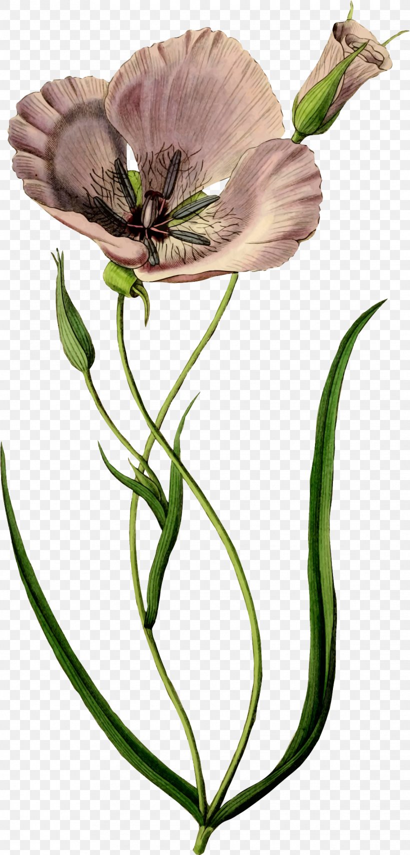 Poppy Flower Clip Art, PNG, 1139x2376px, Poppy, Armistice Day, California Poppy, Flora, Flower Download Free